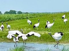 -黑龙江扎龙生态旅游区