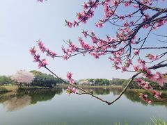 -无锡蠡湖国家湿地公园-蠡园