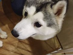 -Husky Go! 哈士奇体验馆·宠物咖啡厅狗咖