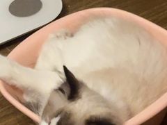 -艾吉宠物医院·疑难杂症转诊中心·猫友好(碧江路院)