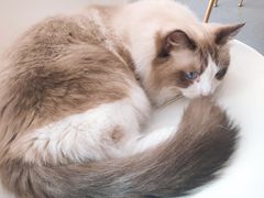 -飞行喵MR PILOT|猫舍·猫咖(静安大融城店)