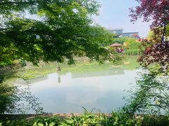 -嘉定紫藤园