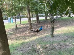 -南京枫彩漫城