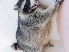 -浣熊柯尔鸭土拨鼠·电玩咖