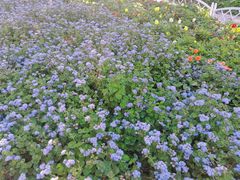 -黑龙江省森林植物园