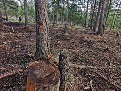 -北极村旅游风景区