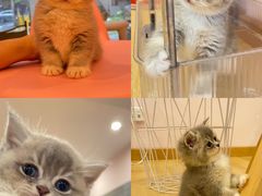 -猫咪派对(江南西店)