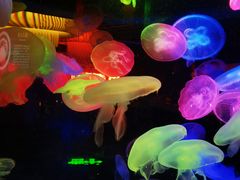 -太平洋海底世界