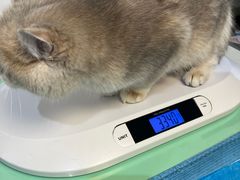-艾贝尔宠物医院·24H转诊中心·肿瘤猫专科(江宁双龙店)