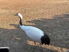 -盐城丹顶鹤湿地生态旅游区