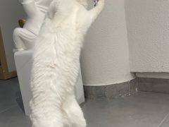 -琪喵猫屋·撸猫猫咖·猫舍