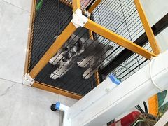 -瑞派·爱瑞可动物医院·口腔专科(广华新城分院)