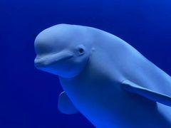 -海合安天津极地海洋公园