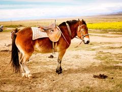 -青海湖国家重点风景名胜区