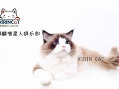 -70cat德文卷毛猫·缅因猫纯种猫舍