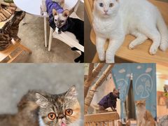 -泰国佛·塔罗·泰牌狐仙古曼