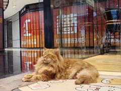-藏猫猫咖啡主题馆(中央大道店)