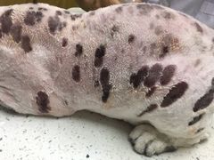 -宠颐生宠物医院·心肾内科·猫专科诊疗中心宠巢店