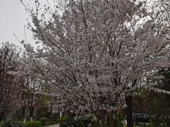 -渭南桃花源民俗文化园