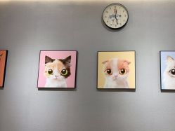 -洗脸猫·洗脸吧