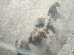 -新疆天山野生动物园