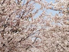 -高东镇樱花园