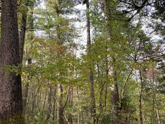 -五营红松林海景区