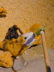 -酷嗒动物文化乐园(cutezoo西溪乐天城店)