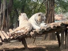 -北京野生动物园