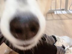 -Husky Go! 哈士奇体验馆·宠物咖啡厅狗咖