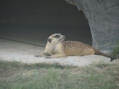 -泉州海丝野生动物世界