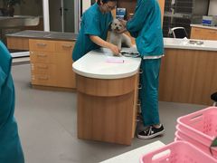 -联合动物医院(光谷诊疗中心)