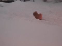 -瑞派宠物医院·中兽医专科(中央商城分院)