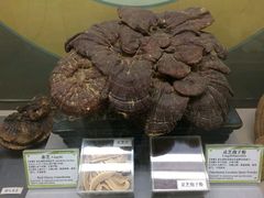-北京中医药大学-中医药博物馆