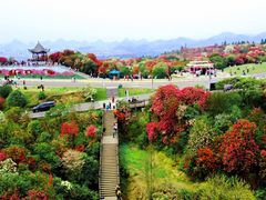 -贵州百里杜鹃风景名胜区