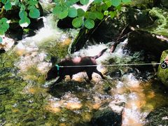 -青峰峡国家森林公园