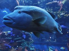 -迪拜帆船酒店海底餐厅