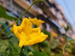 -粤凤佬