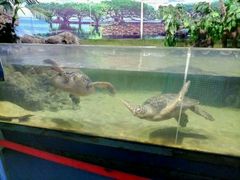 -苏州海洋馆