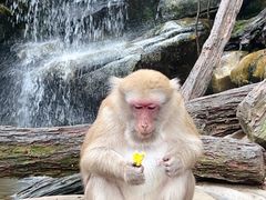 -普洱太阳河森林公园