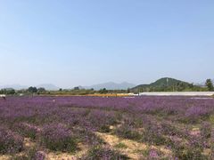 -北京东方普罗旺斯薰衣草庄园