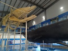 -上海海洋大学鱼文化博物馆(军工路校区)