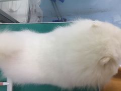 -瑞派宠物医院·24小时骨科·心脏·核磁(哈尔滨南岗店)