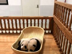 -成都动物园