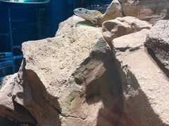 -帕帕拉兹宠物(亚洲旗舰店)