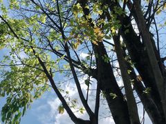 -铁山坪森林公园