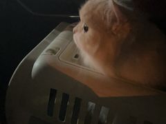 -猫大福·Fortune Cat猫舍(百子湾店)