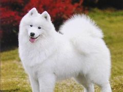 -尊品牛排(中大国际店)