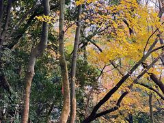 -岳麓山风景名胜区