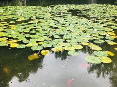 -大鹅岛绿色生态美食园
